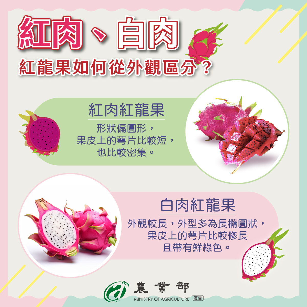 紅肉紅龍果外觀比較短且渾圓,白肉紅龍果外觀比較長,通常是橢圓形。(翻攝自農業部臉書)