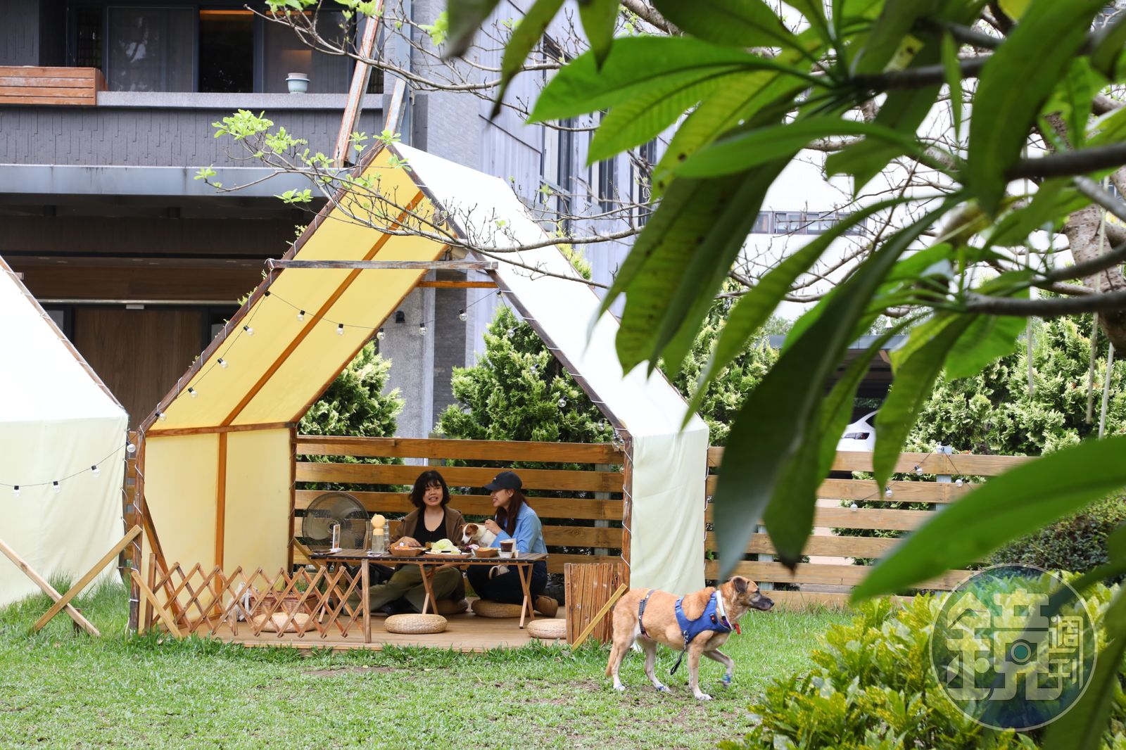 狗狗草地跑、主人帳篷躺！200坪大寵物餐廳樂園　與店狗宮梅春佳瘋玩一下午