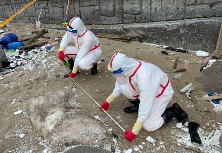 馬祖北竿芹壁沙灘驚見豬屍，海巡火速進行採樣與焚燒作業，全台防非洲豬瘟警戒升級。（翻攝畫面）