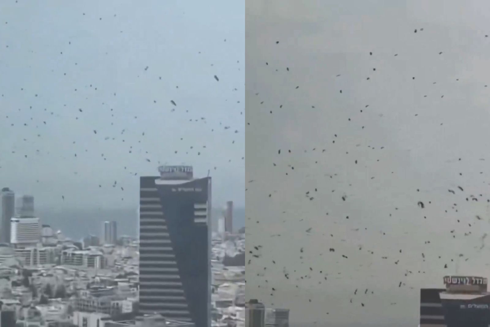 天有異象?以色列上空「烏鴉盤旋」畫面瘋傳! 黑壓壓一片引恐慌