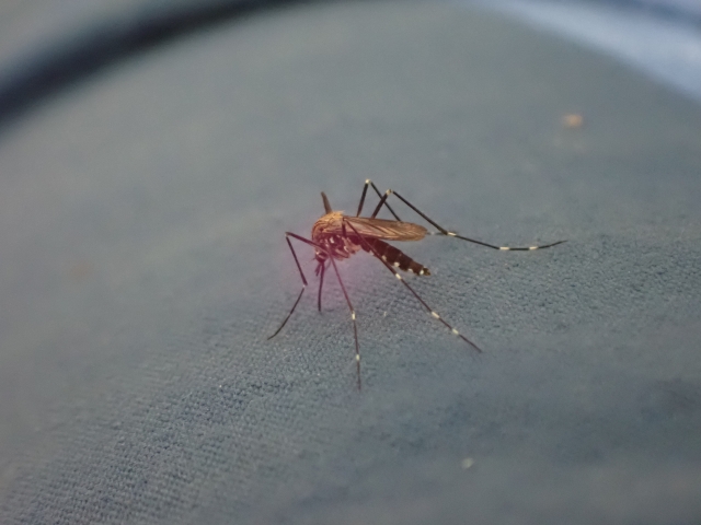 瘧疾是由感染瘧原蟲之瘧蚊叮咬人類而傳染的疾病。（示意圖，photoAC）