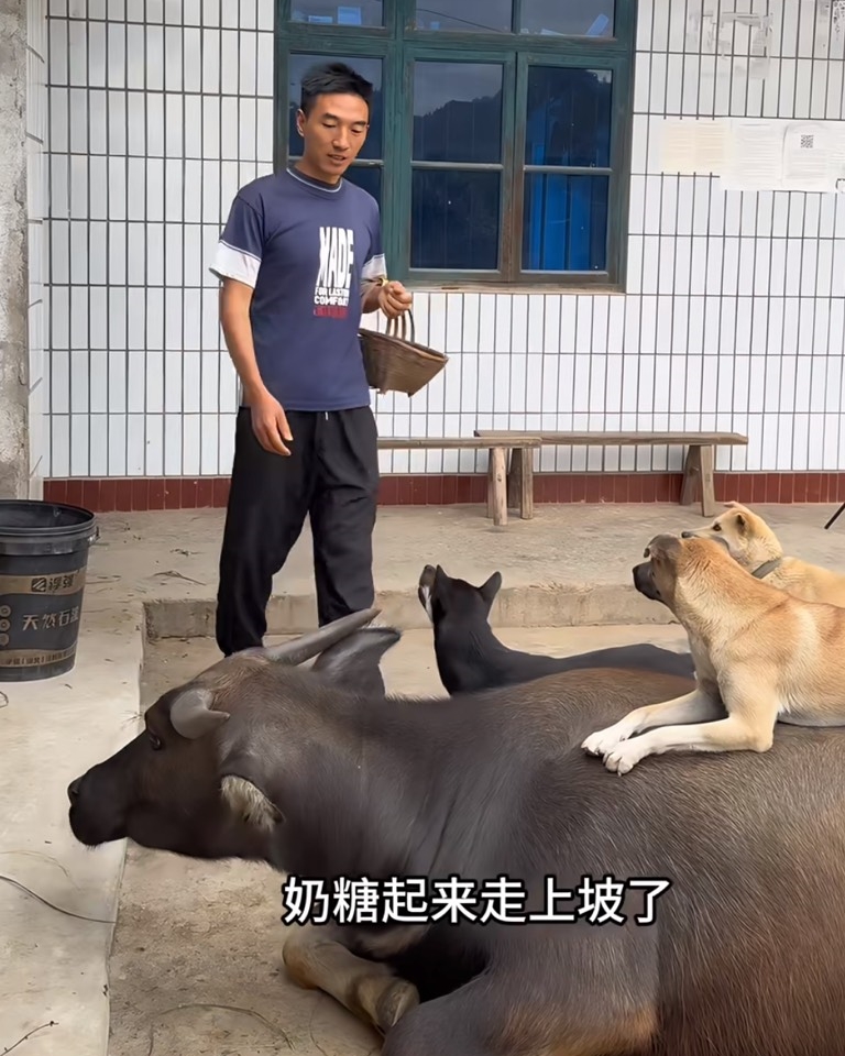 男子把牛取名奶糖，奶糖最好的朋友就是家裡的狗狗們。（翻攝自小紅書）