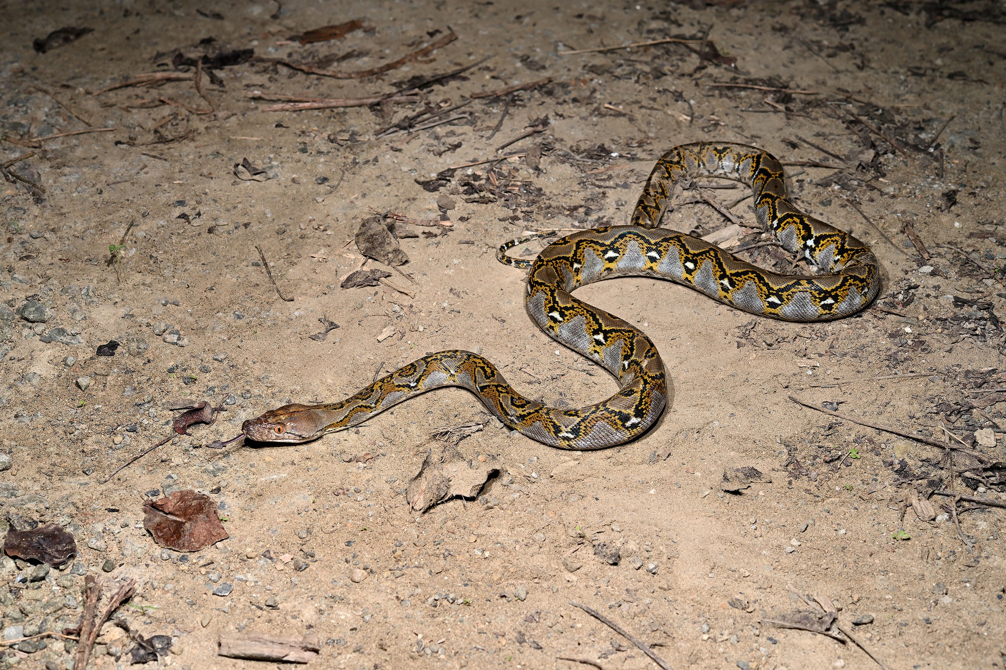 網紋蟒是世界最長蛇類之一，近年頻在高雄出現。（翻攝臺灣爬行類動物保育協會臉書）