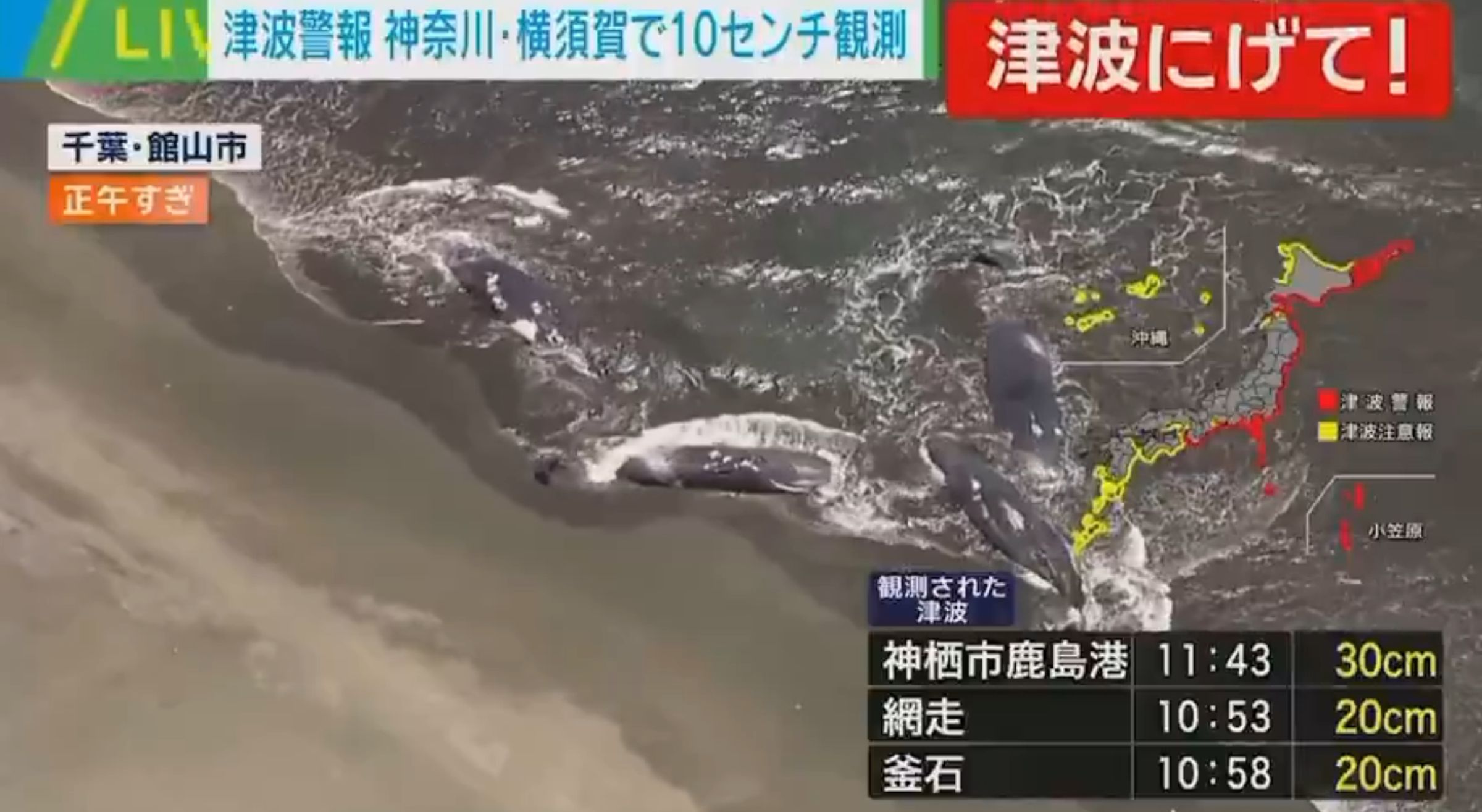 千葉縣館山市的海岸邊驚見4頭抹香鯨擱淺。（翻攝自X平台）