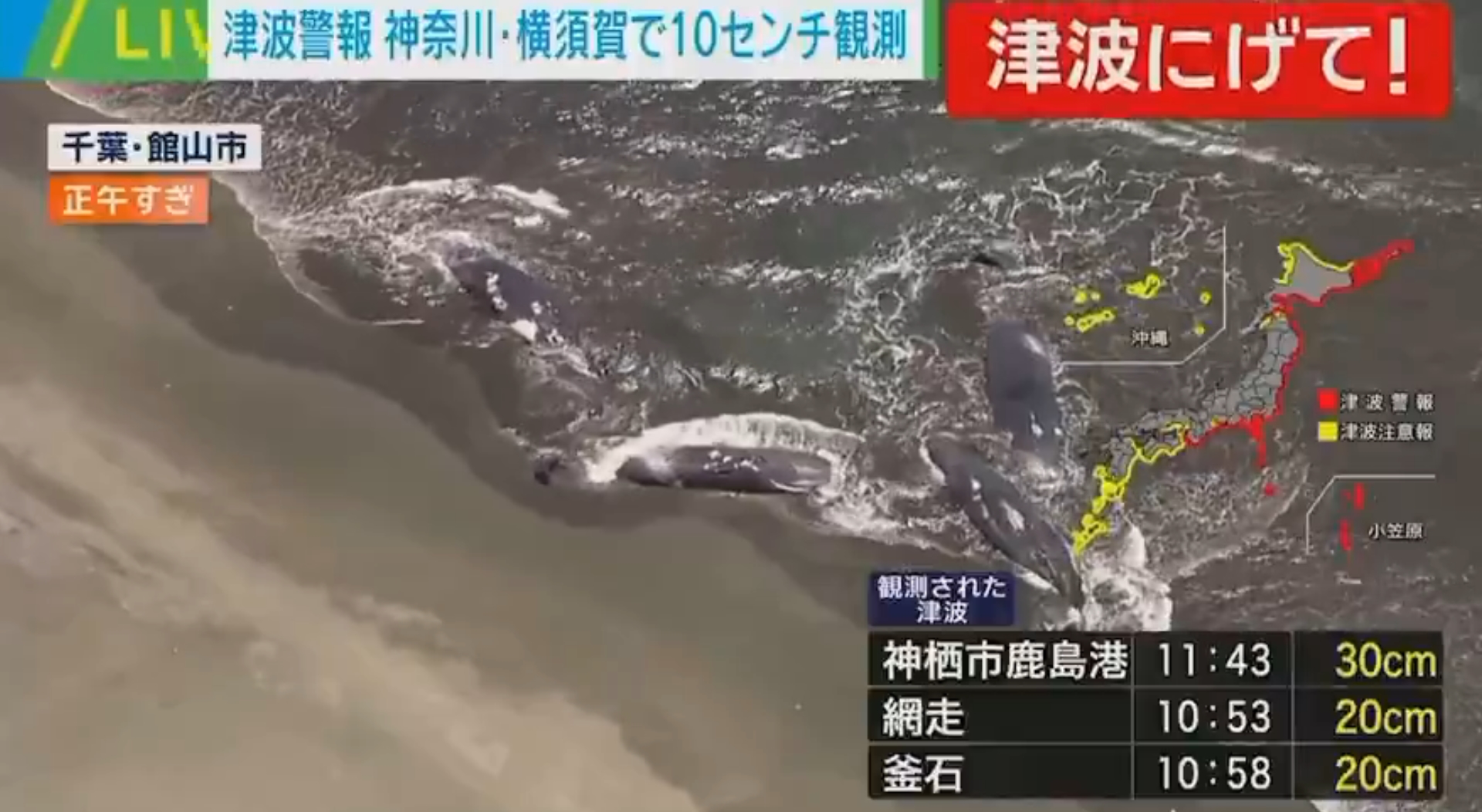 千葉縣館山市的海岸邊驚見4頭抹香鯨擱淺。（翻攝自X平台）