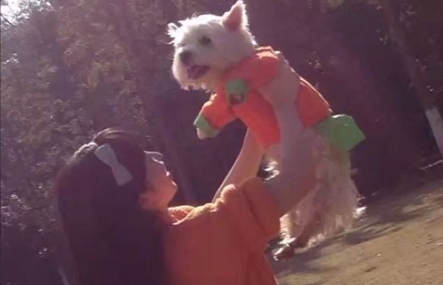 狗主人辭工作自學法律為愛犬討公道。 (翻攝自微博@西高地Papi媽媽)