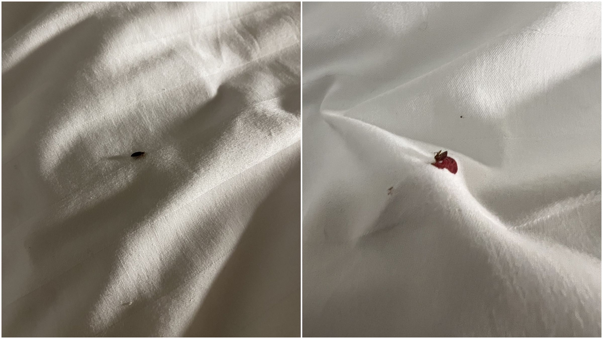 最近不少網友於X平台分享遇到臭蟲的遭遇。（翻攝自X@theskinsensei）
