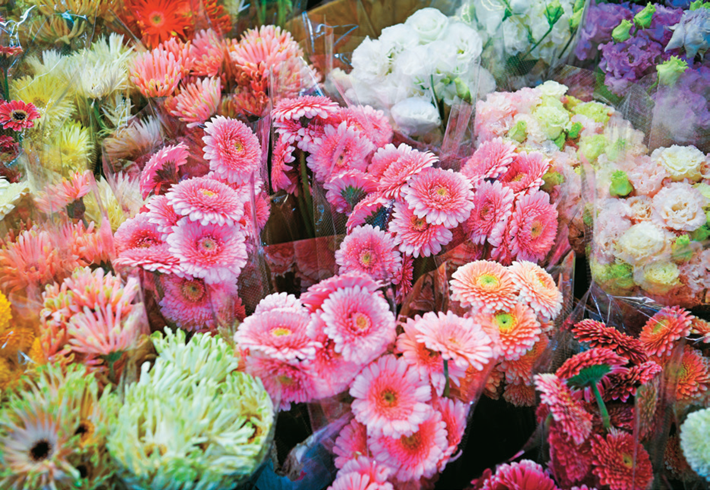 年節期間,花型圓潤、顏色鮮豔的花卉廣受歡迎。