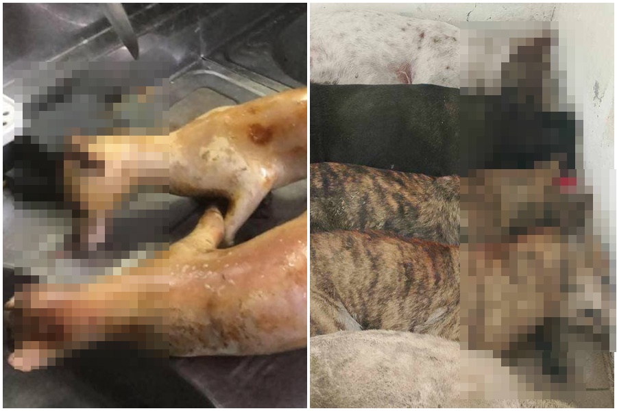 民眾黨台中市議員江和樹今踢爆台中有「賣狗肉集團」。（翻攝自江和樹臉書）