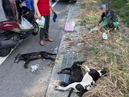 台南流浪狗遭毒殺！4幼犬水溝蓋「痛苦抽搐斷氣」　警方動保處聯手追查