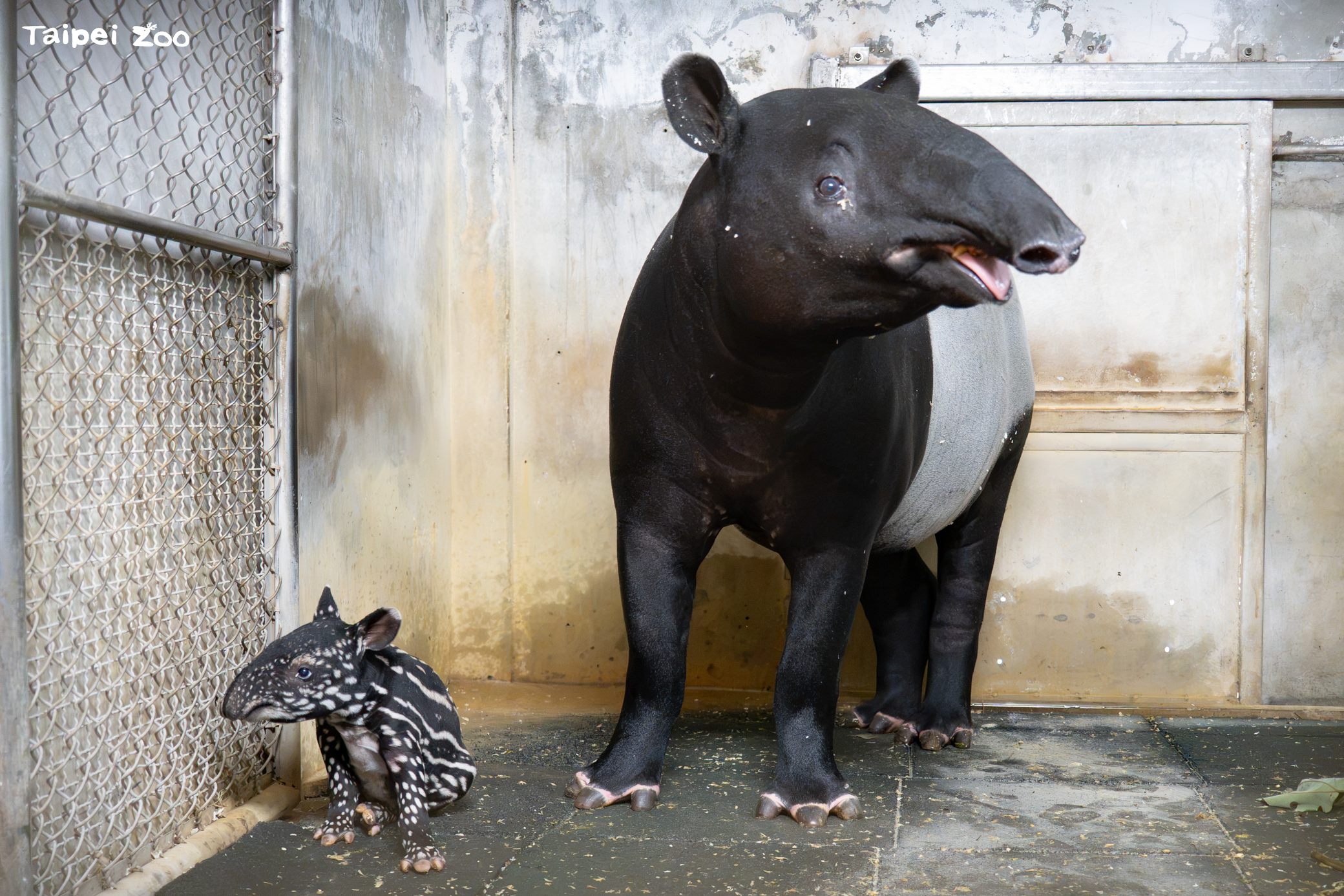 台北市立動物園的馬來貘Putri順利產下第二胎。(台北市立動物園提供)