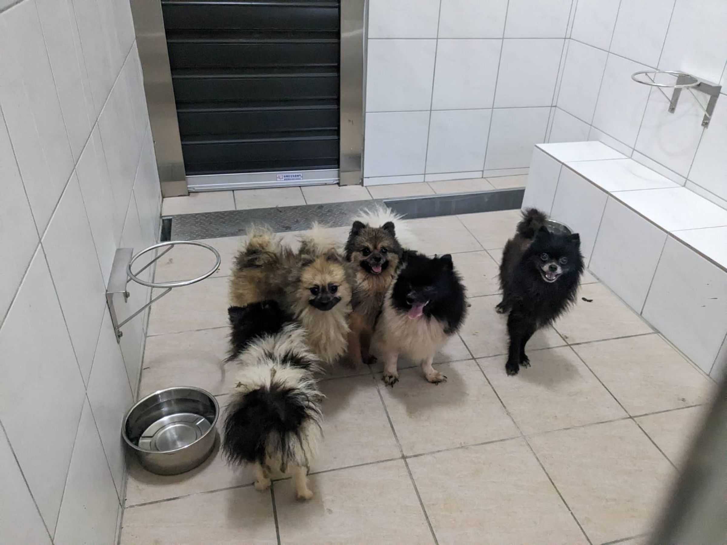 新竹縣動保所查獲新埔鎮有業者非法繁殖柴犬、博美等品種犬。（新竹縣動保所提供）