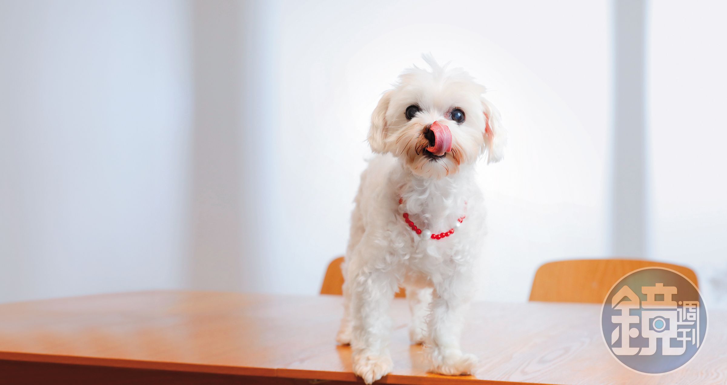 12歲的老犬Pony性格活潑，最愛在工作室當公關狗，跟客人互動討摸。