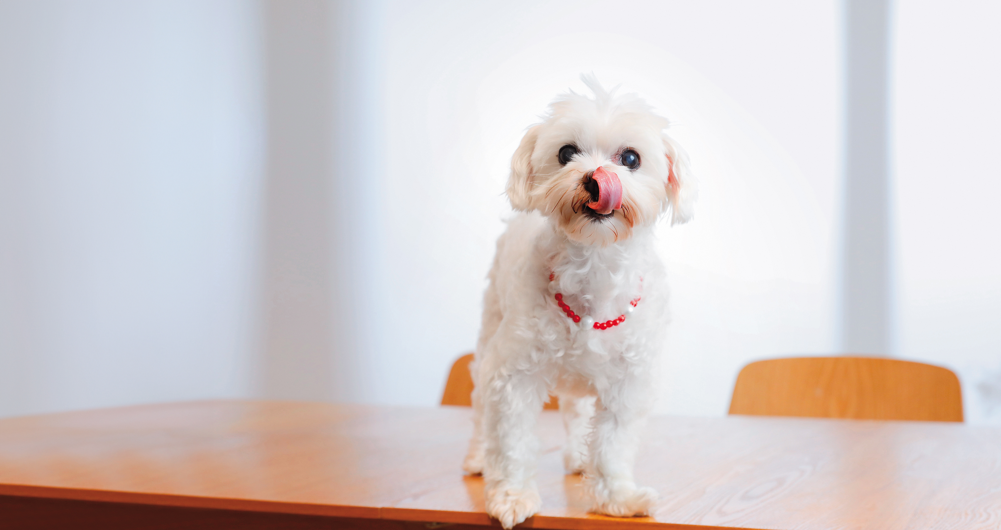 12歲的老犬Pony性格活潑，最愛在工作室當公關狗，跟客人互動討摸。