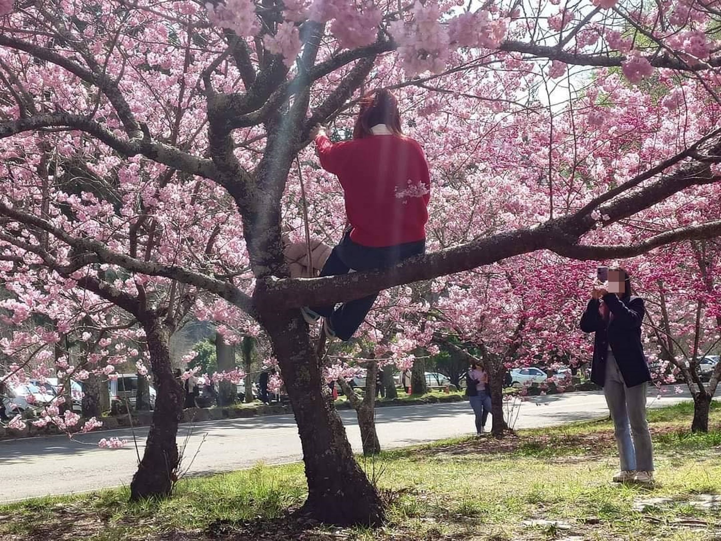 武陵農場正值櫻花季,竟有遊客爬上櫻花樹擺拍,非常沒有公德心。(翻攝自武陵農場 Wuling Farm臉書)
