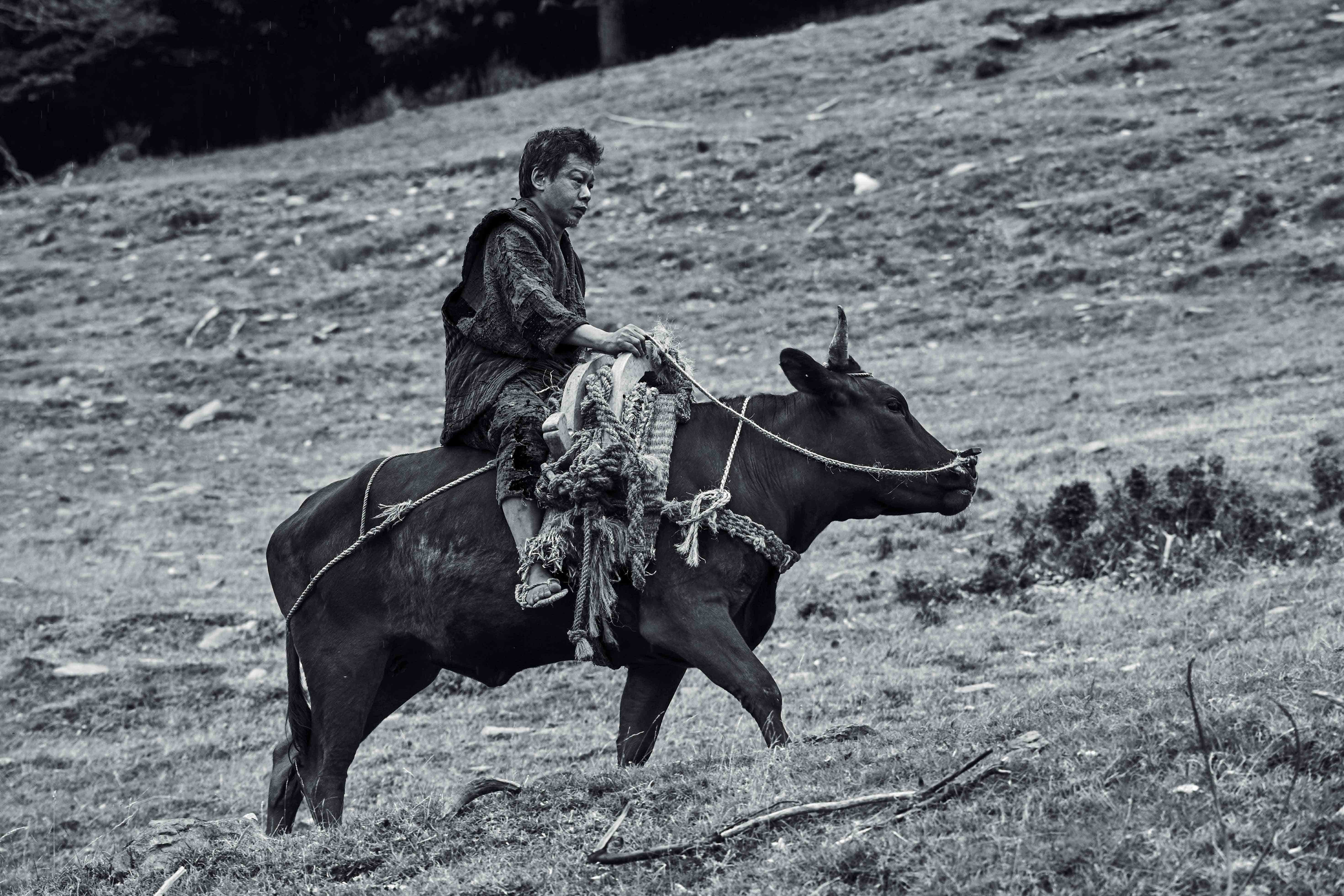 騎牛的李康生你一定沒看過吧？這牛還是日本和牛，不是什麼一般的牛。（光年映畫提供）