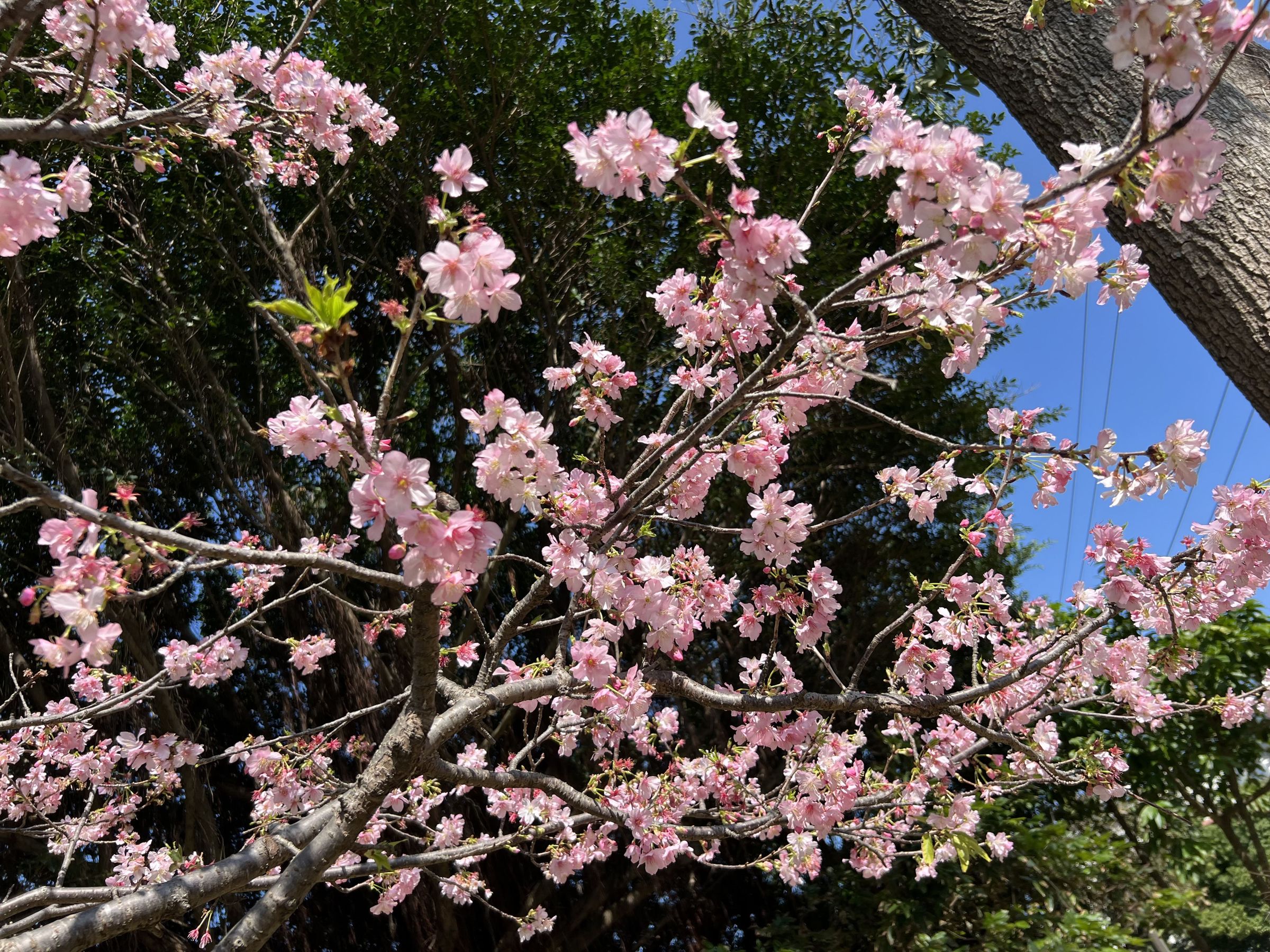 桃園環保局推薦民眾到中壢莒光環保公園、大園老街溪河濱公園、桃園檜稽河濱公園等3處空品淨化區賞櫻踏青。(桃園環保局提供)