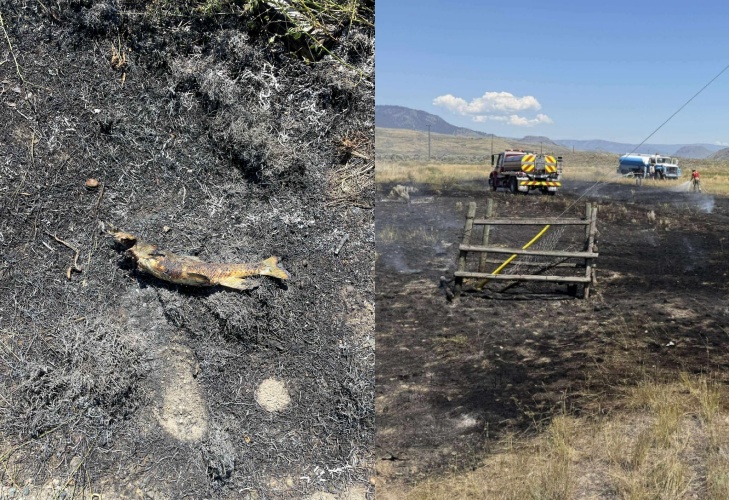 被烤焦的不只是魚，還有整片灌木叢！令消防員疲於奔命。消防員表示：「主嫌魚鷹無恙，僅情緒略顯高飛。」（翻攝自臉書）