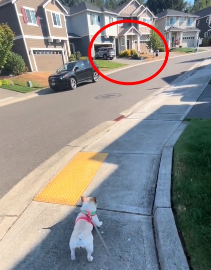 車子後方一名幼童未察覺前方正在倒車,而達拉斯專注地盯著這場危險。((翻攝自tiktok @dalilhama))