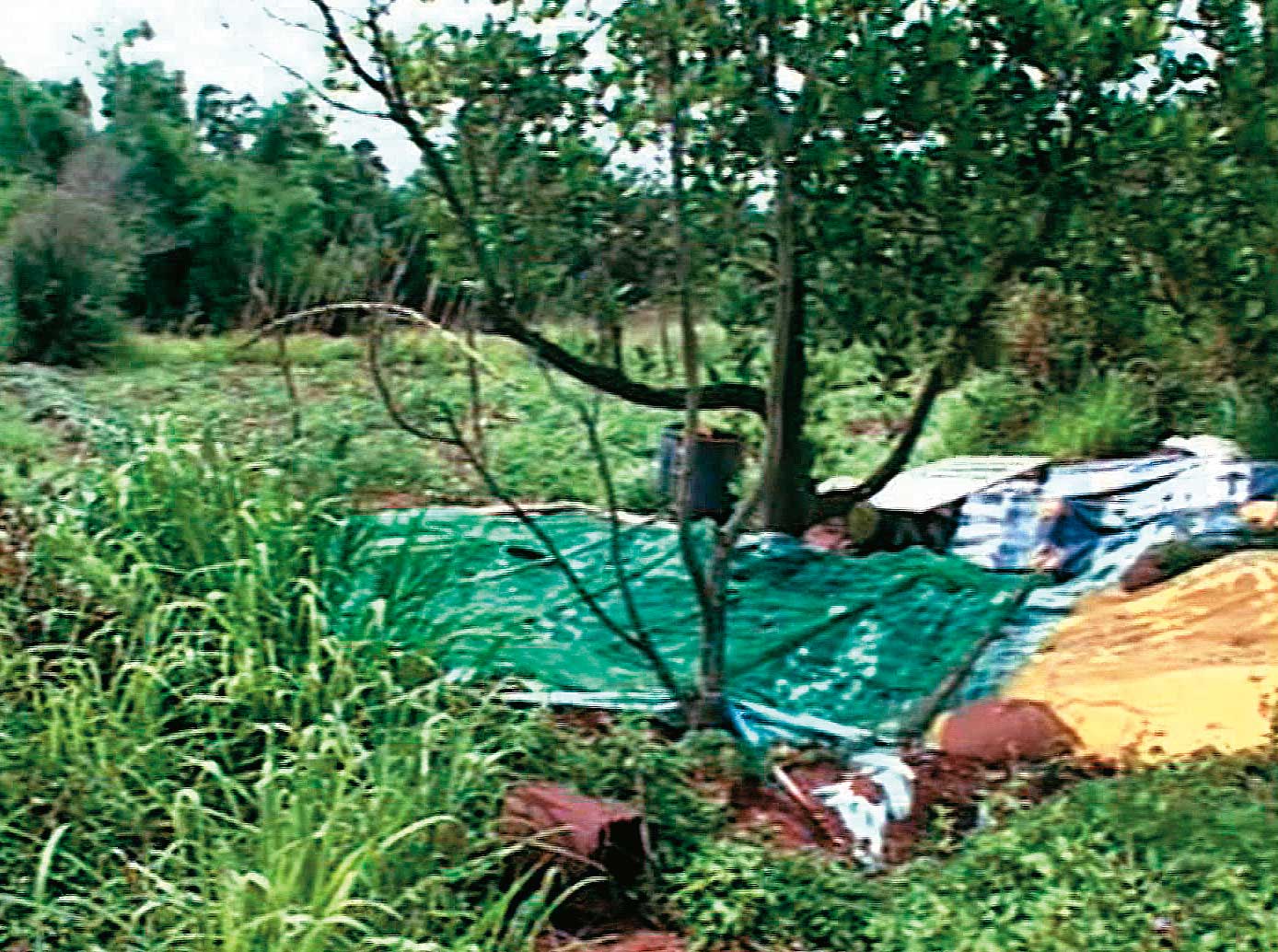 白木春將小三勒斃後，埋屍在家族農地。11年後才被人發現波羅蜜樹下的骨骸。（東森新聞提供）