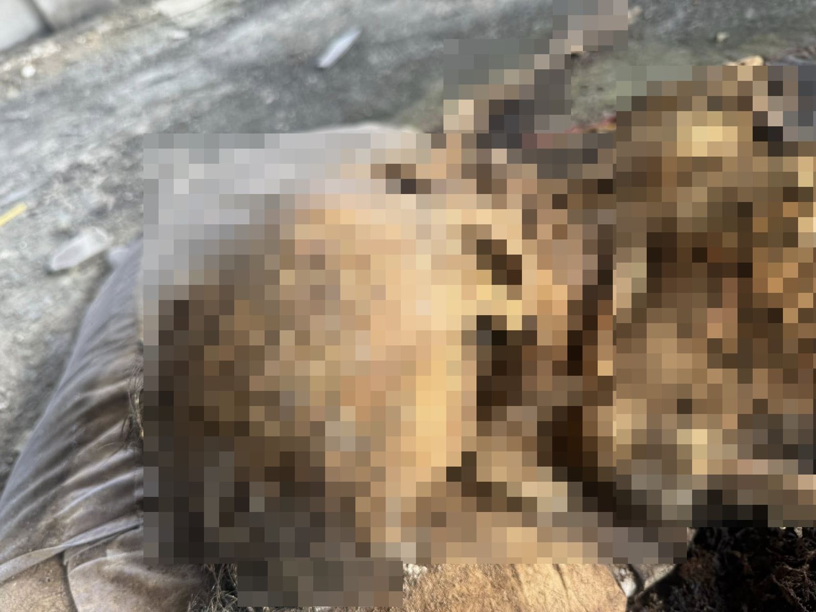 一名男子撿回手機無意間發生一具遺骸。（翻攝自臉書@Kung Nattapon Kff）