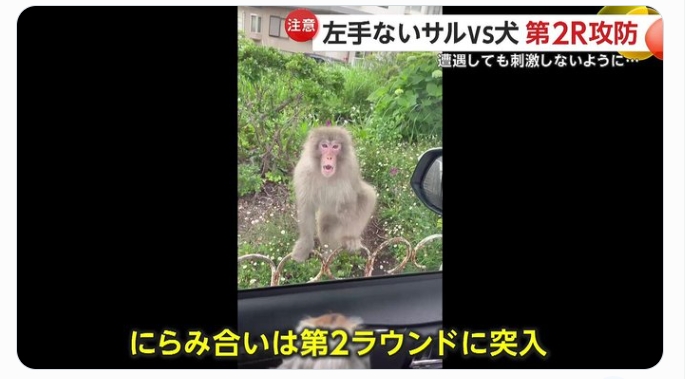 獨掌猴多次被日本網友目擊並上傳到社群媒體。（翻攝自X@livedoornews）