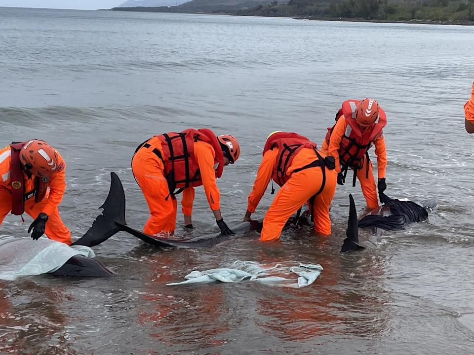 屏東縣車城鄉海口沙灘今（24日）上午7時許發生小虎鯨集體擱淺事件，共11隻受困沙灘。（翻攝畫面）