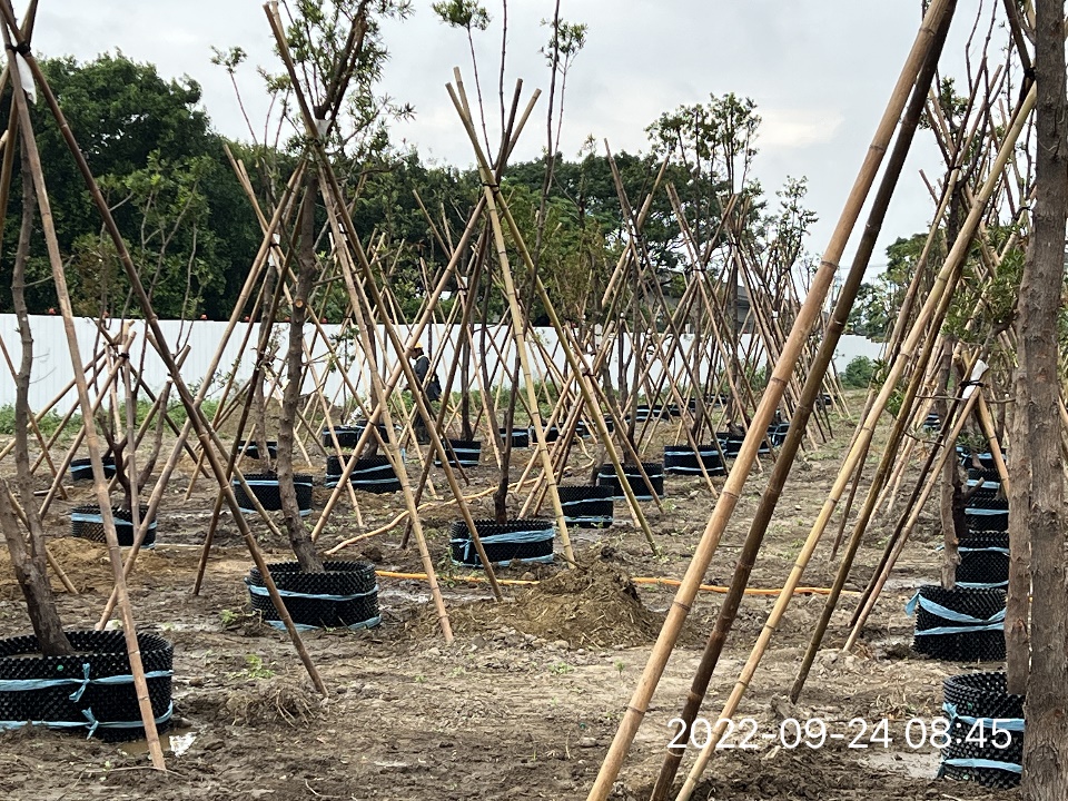 利德公司表示，所有移植樹木全採空氣盆工法，且施作過程中皆依公共工程三級品管規定。（利德工程提供）