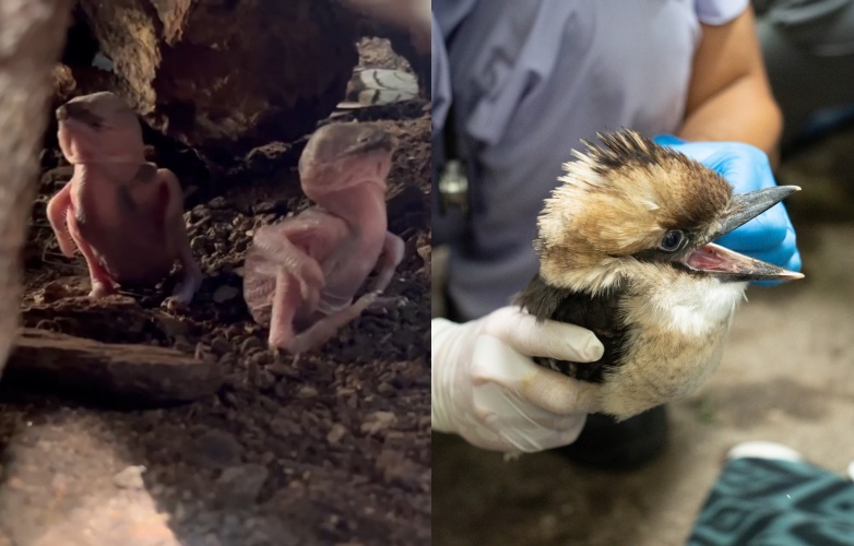 笑聲迎新成員！笑翠鳥寶寶萌樣曝光。（北市動物園提供）