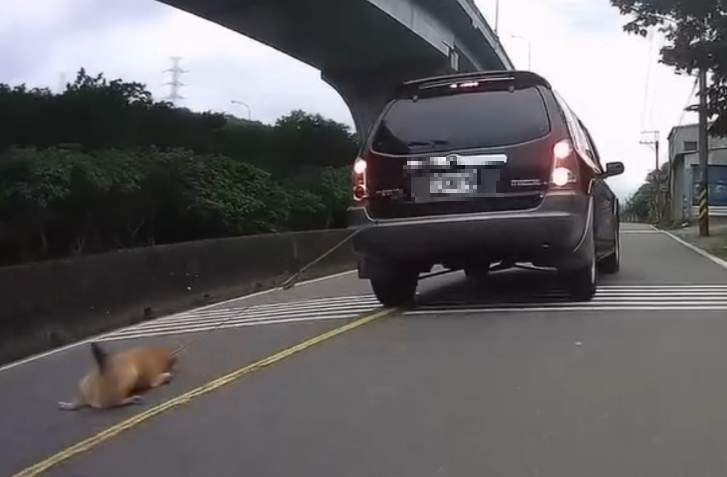 只是「疏忽」？圖中黃色狗狗被車拖行重傷，該名飼主恐終身禁養寵物。（新北市動保處提供）