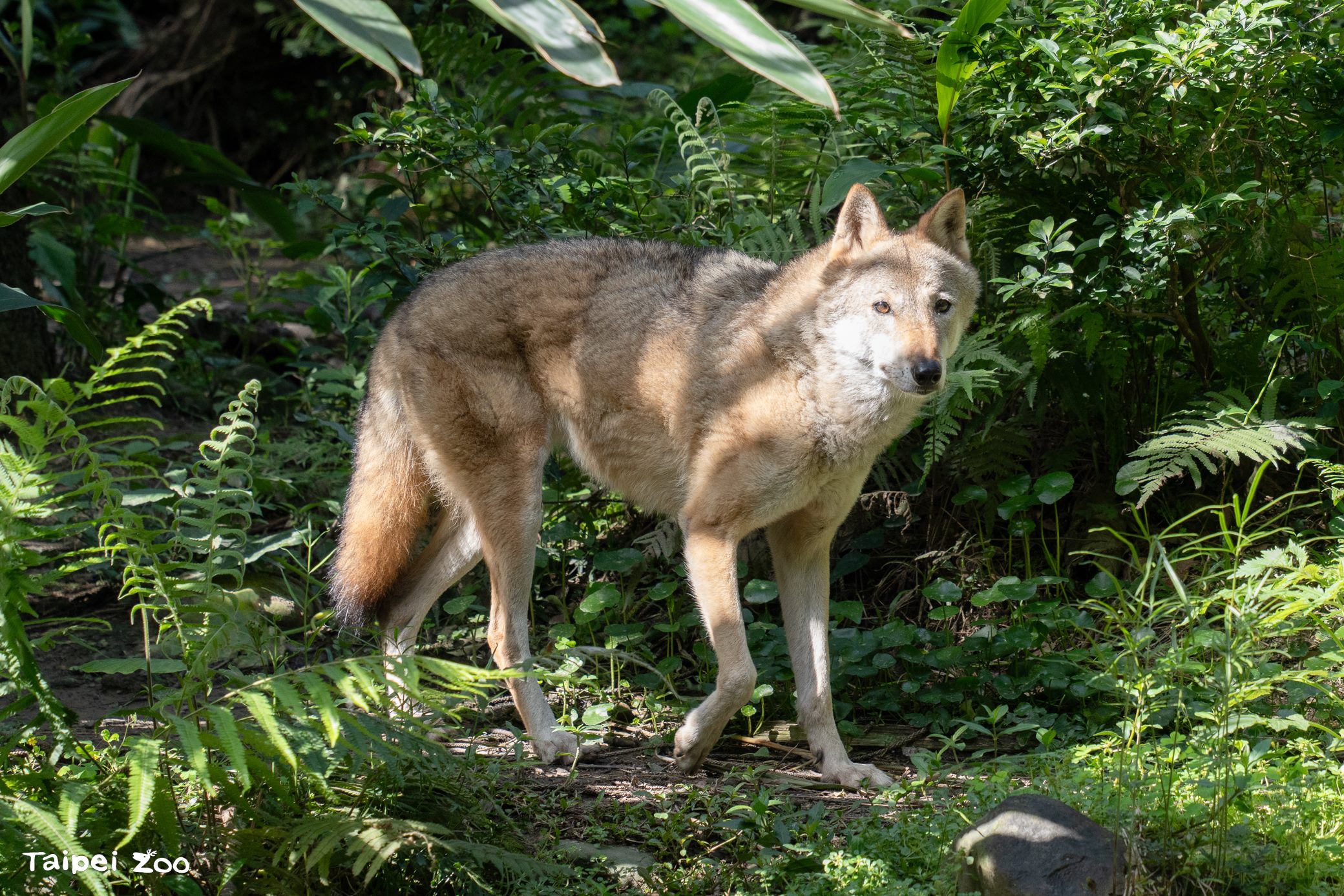 灰狼「蘿拉」今中午不幸離世,享年近17歲。(臺北市立動物園提供)