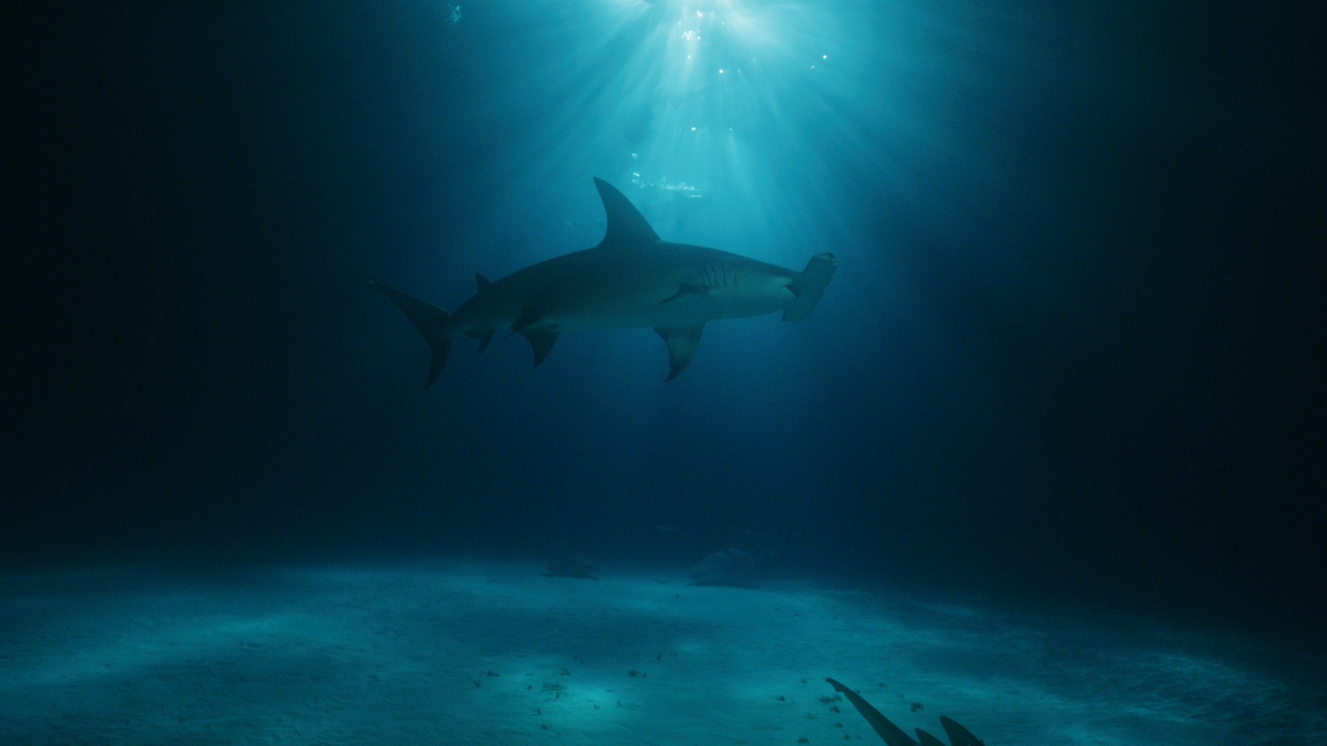 《雙髻鯊的誕生》藉助最新的水下超音波和分娩標記技術，致力解開懷孕紅肉雙髻鮫在哪裡分娩的神秘謎題。（Discovery頻道提供）