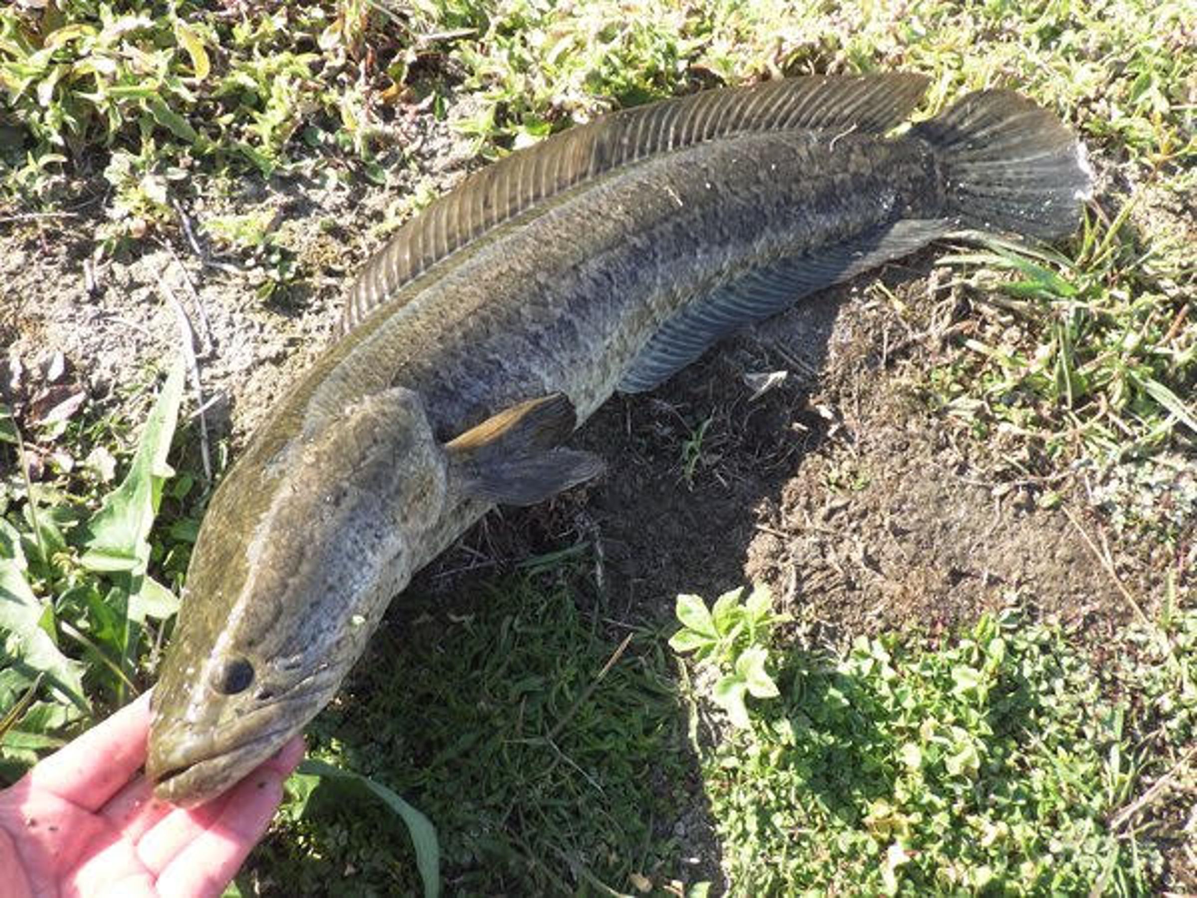 「北方蛇頭魚」是外來物種,近期被發現入侵美國「北方蛇頭魚」。(翻攝X@oikawamaru)