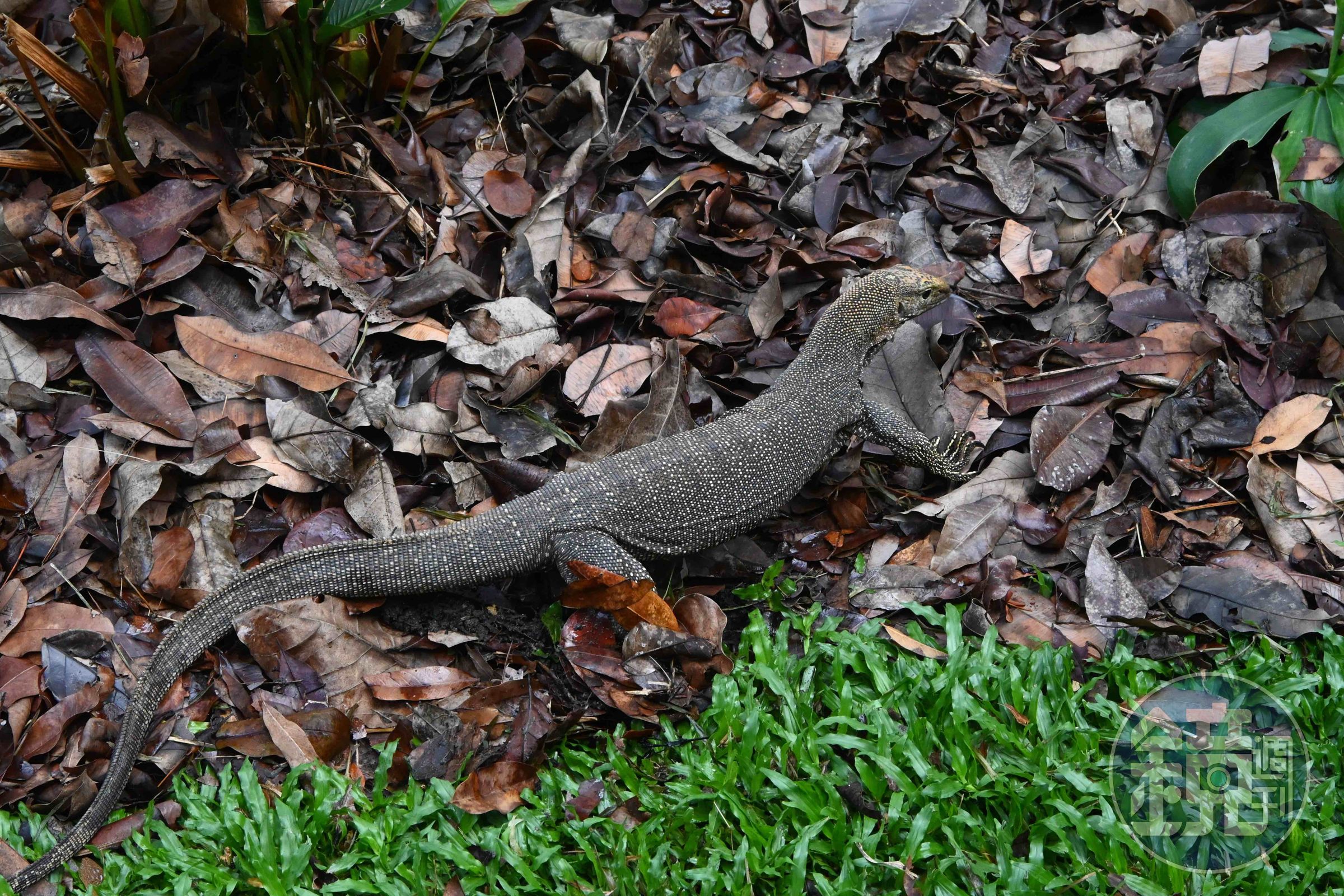 幸運的話還能遇見新加坡常見的巨蜥，這趟走訪就在草叢邊捕捉到雲紋巨蜥身影。