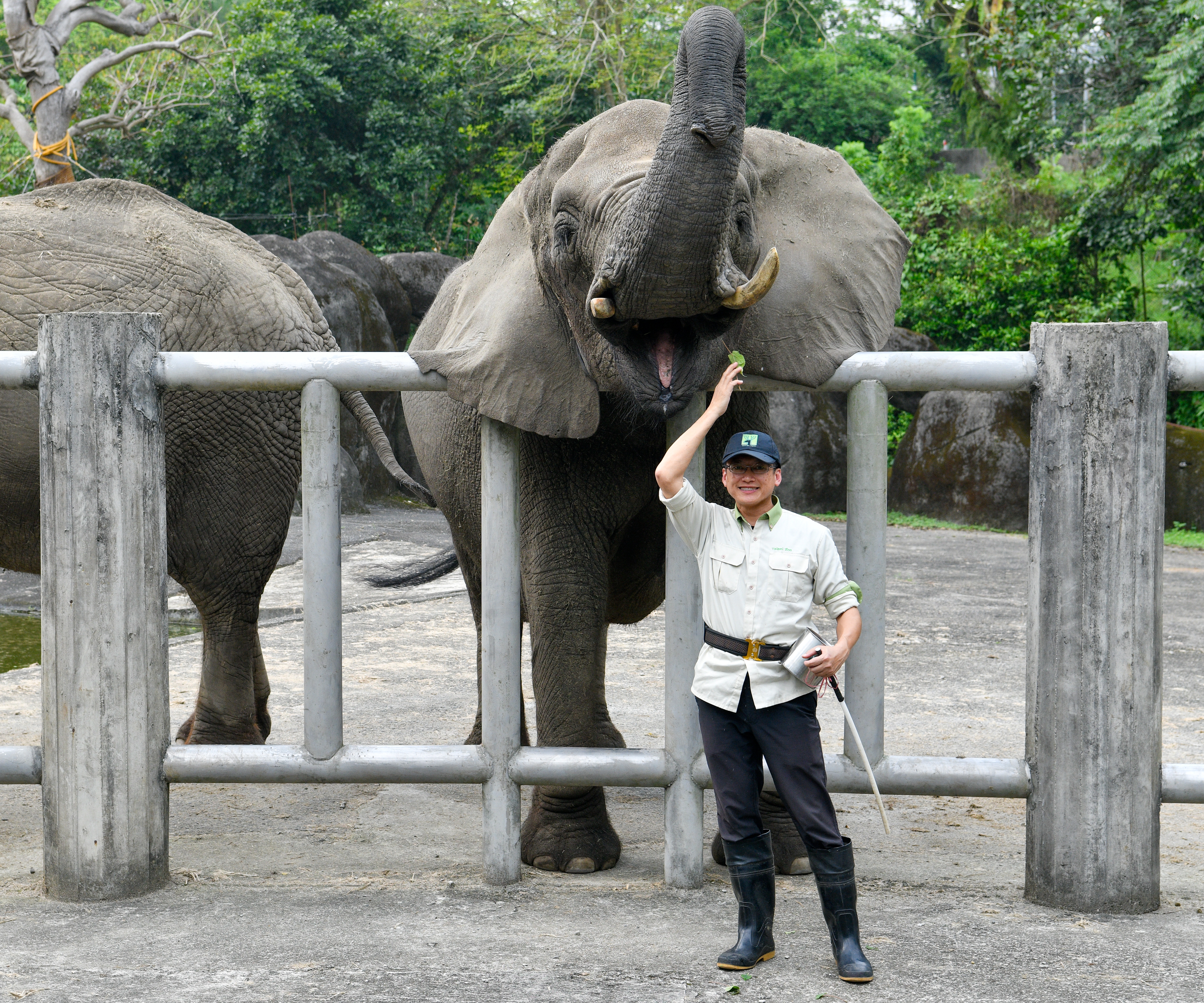 非洲象「千惠」與保育員林忠平互動。