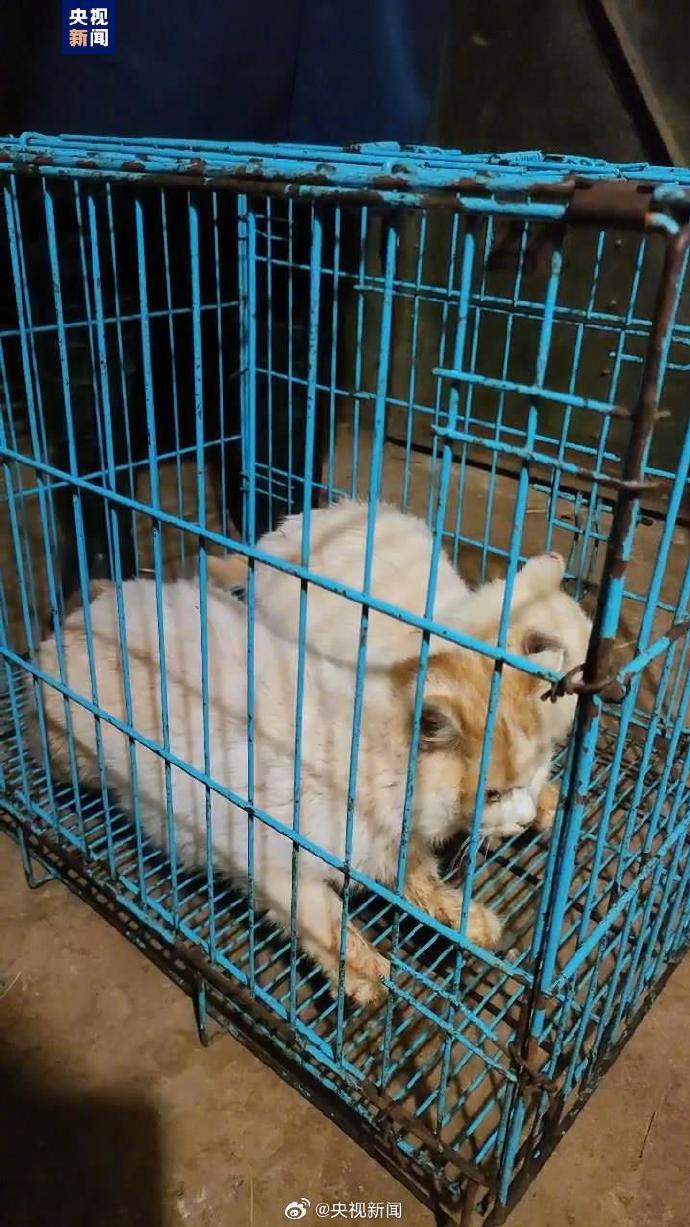 這兩隻貓咪已重新安置。（翻自微博）