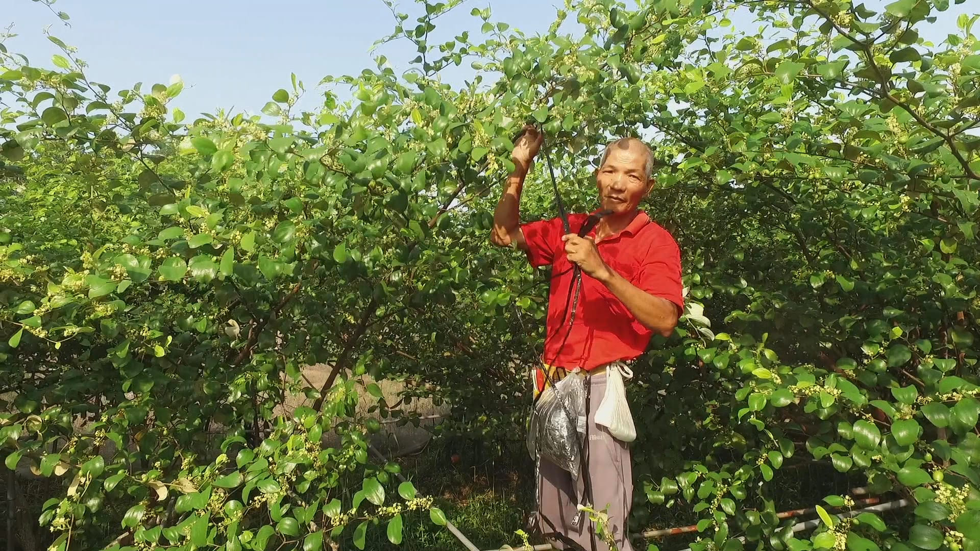 安和哥種植有機蜜棗。（牽猴子提供）