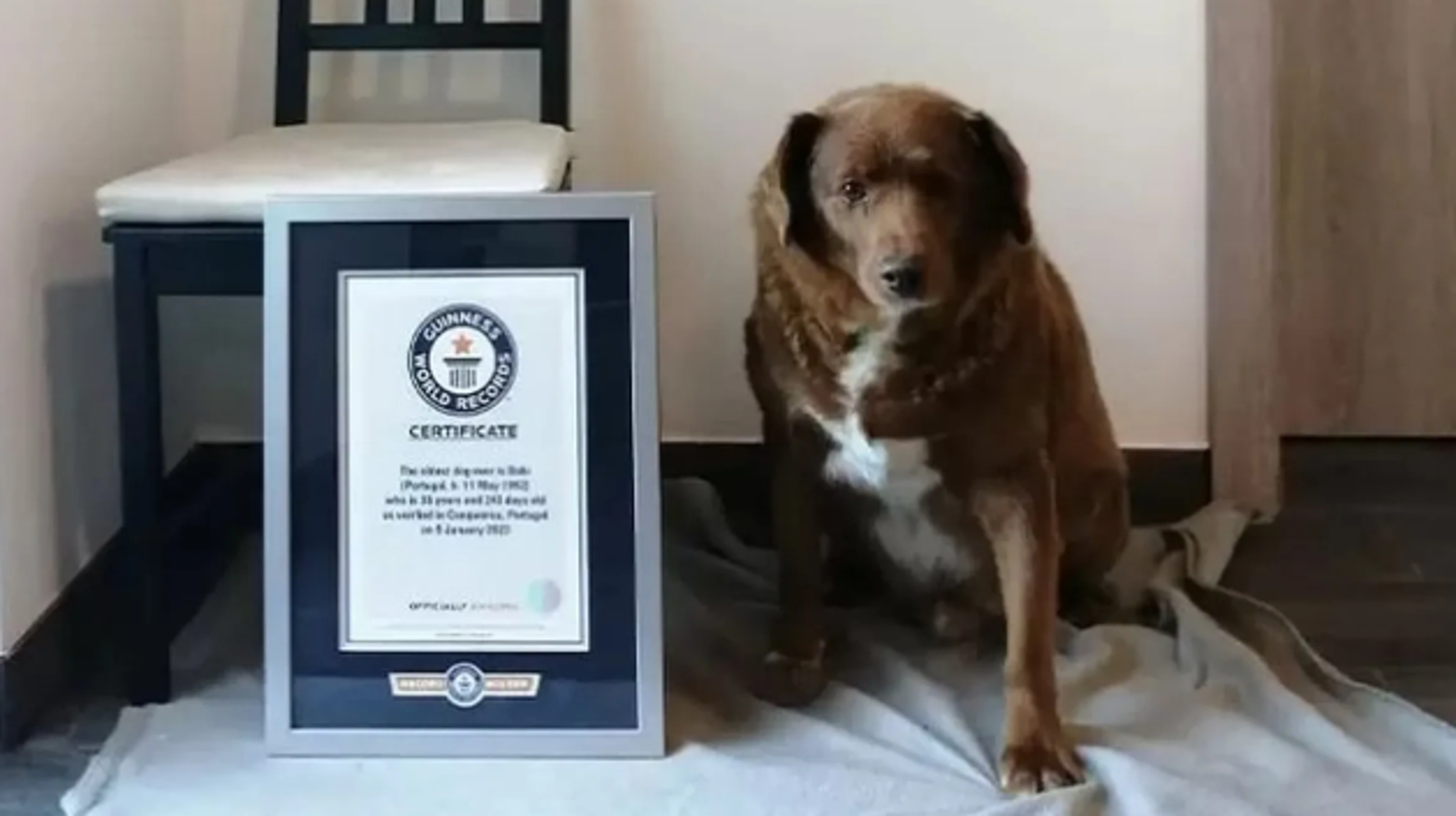 葡萄牙一隻阿蘭多獒犬波比生前以31歲的高齡獲得金氏世界紀錄的認可。（翻攝guinnessworldrecords官網）