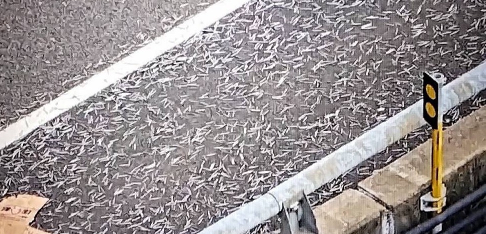 國1彰化段驚見鐵釘撒滿地。 （翻攝畫面）