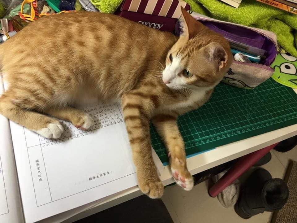網友貼出天王星大樓罹難的康姓女老師愛貓照片，希望大家協尋。（翻攝自Yao meng his臉書）