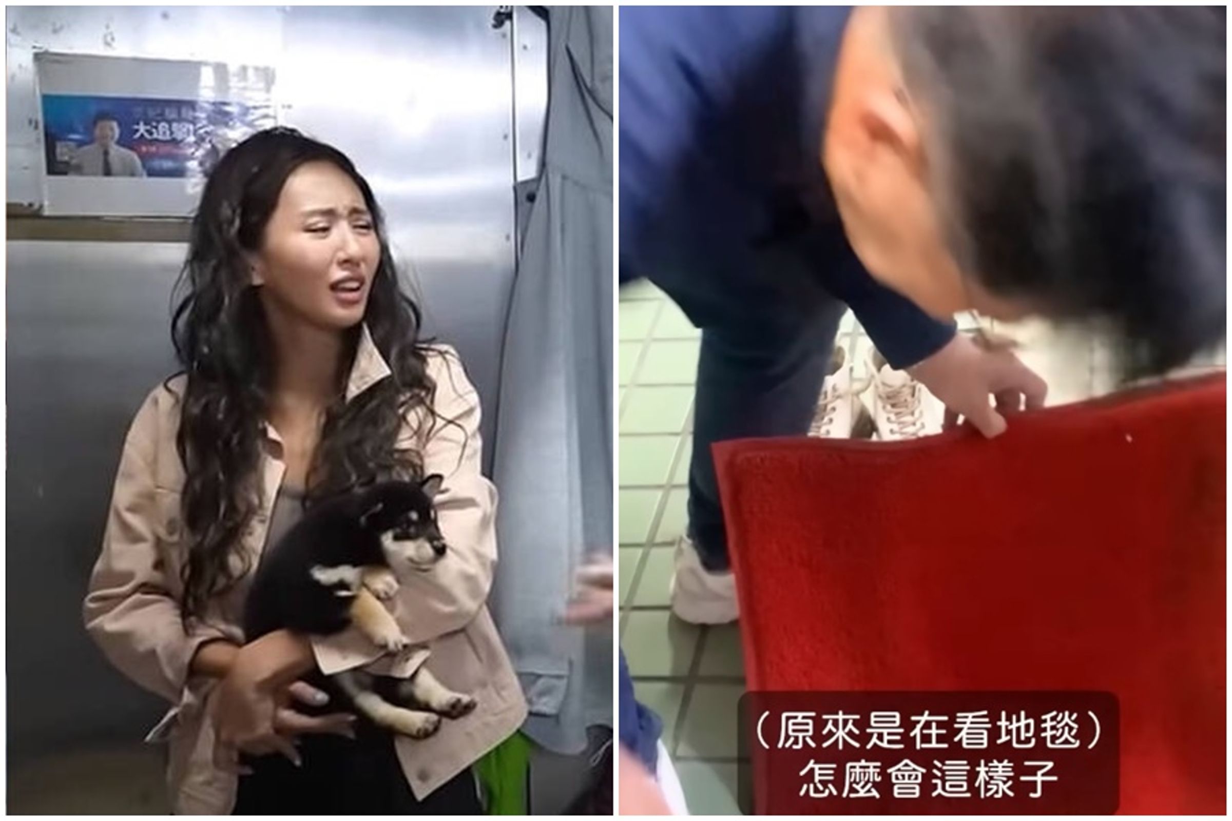 愛狗人士薔薔又帶2隻狗回家,不過原養的老狗失禁,卻是薔爸在清理。(翻攝自YoutTube)