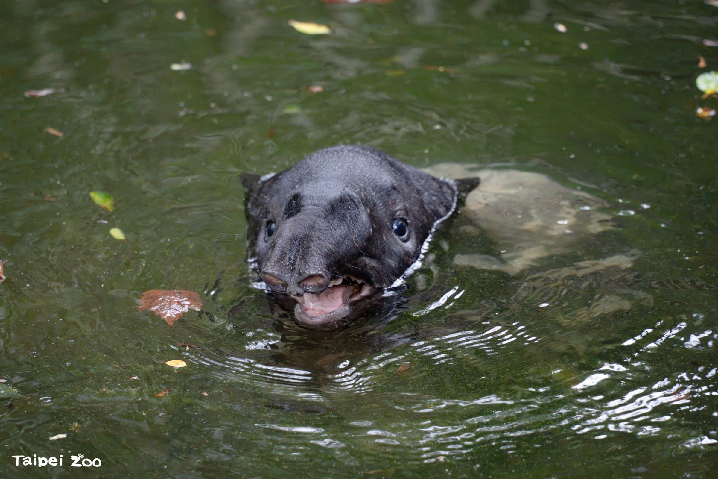 寶寶「嘴邊肉」超萌模樣曝光。(取自動物園官網)