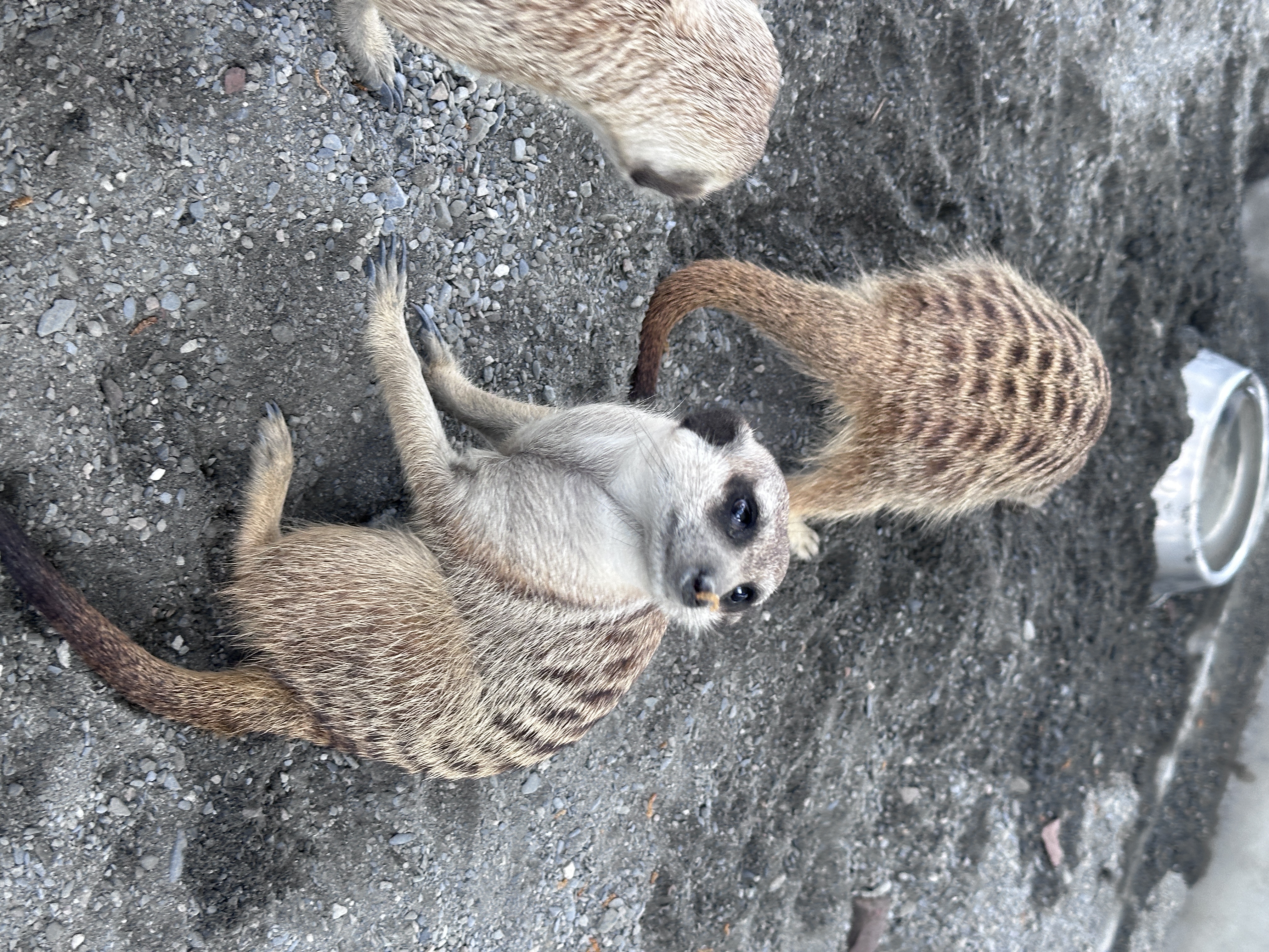 狐獴是一種小型哺乳動物，多半居住在南非、納米比亞及安哥拉西南部的喀拉哈里沙漠。