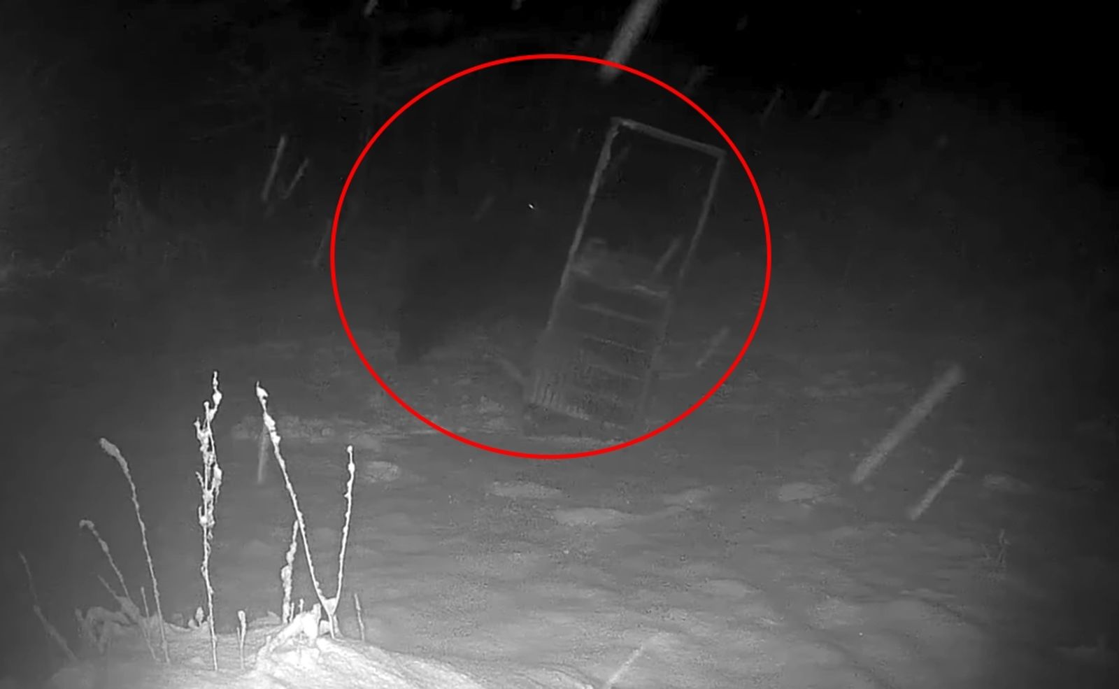 震撼片/北海道「400kg巨熊」再現身!一掌破300公斤陷阱 驚人瞬間全錄下