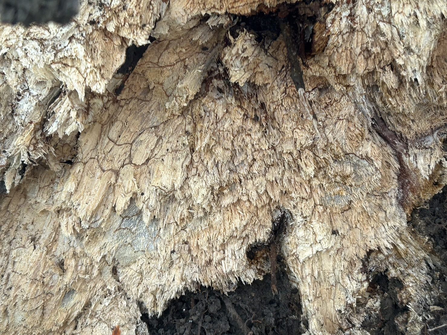 倒塌的榕樹可能罹患褐根病。（台北市公園處提供）