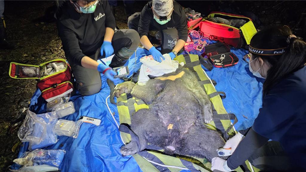 昨（9日），台東延平鄉淺山區發現一隻小黑熊受困套索中。（翻攝自林保署台東分署提供）