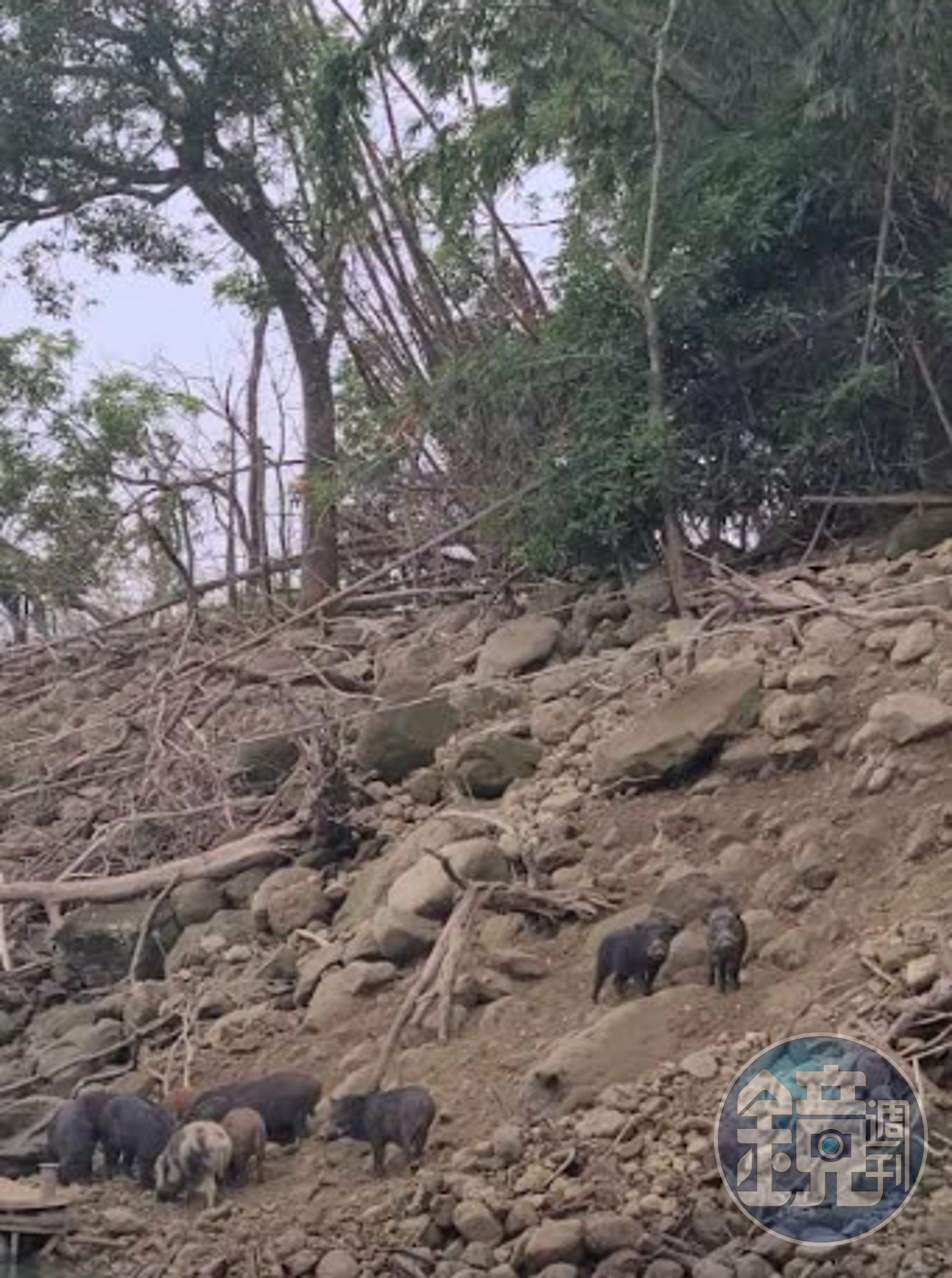 曾文水庫旁的野生山豬,聽到遊艇播放歌劇音樂,大豬會帶小豬往岸邊移動等待餵食。(高迪攝)