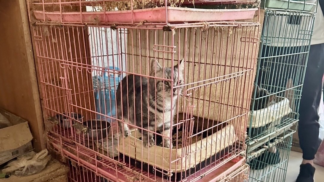 謝男涉虐死幼貓，新北地院今裁定謝男羈押禁見。（海山分局提供）