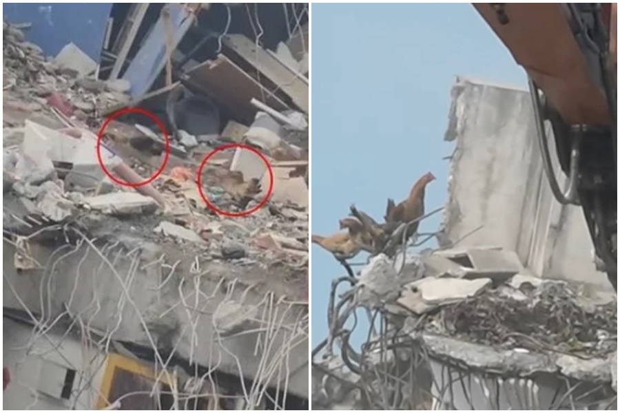 稍早大怪手挖到頂樓時，嚇得雞雞們驚慌失措。（翻攝自畫面、ETtoday YouTube直播）