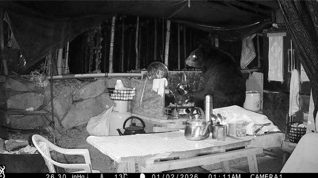 阿里山村落工寮近日有黑熊闖入覓食，影像被林業署嘉義分署監控拍下。（林業署嘉義分署提供）